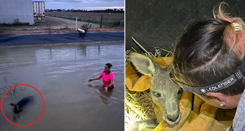 Heroica mujer se mete al agua helada para rescatar a canguro a punto de morir ahogado