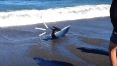 Hombre se enfrenta a peligroso tiburón azul para salvarlo de morir en la playa