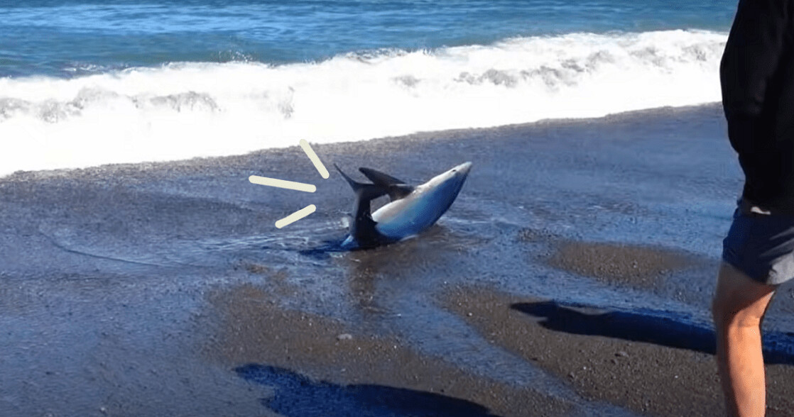Hombre se enfrenta a peligroso tiburón azul para salvarlo de morir en la playa