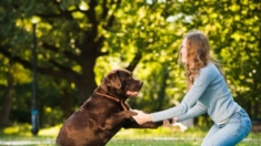 Eduque a su perro en el hogar