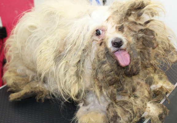 Perrito que sufrió la negligencia de su dueño se baña y corta el pelo por primera vez en 9 años