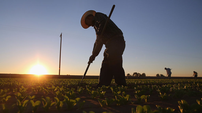 Trabajadores agrícolas cultivan lechuga romana en una granja el 8 de octubre de 2013 en Holtville, California. (John Moore/Getty Images)