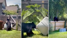 Oso descarado ignora las súplicas de una mujer para que no se robe el cubo de basura de su jardín