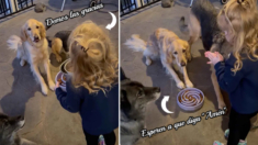 Dulce niña enseña a sus revoltosos perritos a esperar el Amén y la bendición antes de comer: VIDEO
