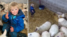 Pastorcito de 3 años ayuda a dos corderos recién nacidos: la mágica secuencia es viral I VIDEO