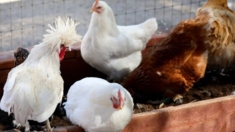 Confirman 2° caso de trabajador agrícola con gripe aviar en EE. UU.