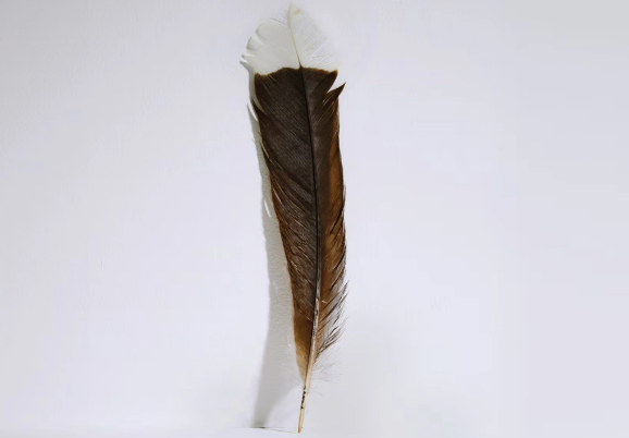 La pluma de huia que se vendió en subasta por la cifra récord de 46,251 dólares neozelandeses (Cortesía de la casa de subastas Webb's)