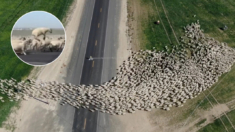 «Hipnotizante»: Dron capta rebaño de miles de ovejas cruzando una carretera de Washington