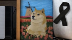 Muere «Kabosu» la perrita que encarnó el meme «Doge», a los 18 años