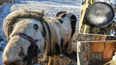 Condenan a los dueños de un poni enfermo que sobrevivía comiendo heno podrido