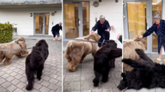 Adorables perros terranova se enamoran de su abuela y sus mimos se hacen virales