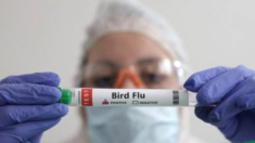 La gripe aviar, posible candidata a la «próxima pandemia»: Profesor australiano