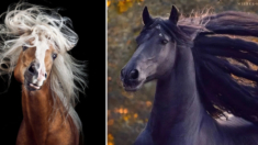 Fotógrafa capta la belleza salvaje, la bendición y la elegancia de los caballos