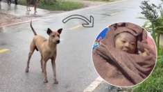 Perrito salva a bebé abandonada en una bolsa: ladró tanto que levantó de la cama al vecindario