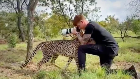 Guepardo se enfrenta cara a cara con fotógrafo en Sudáfrica: «No son asesinos»