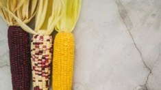 ¿Es seguro comer maíz transgénico? Entendiendo la disputa del maíz entre EE.UU. y México