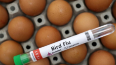 EE.UU. restringe importaciones de aves de corral procedentes de Australia por gripe aviar