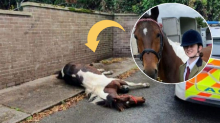 Adolescente hace milagros con un caballo que fue abandonado tras colapsar en plena calle