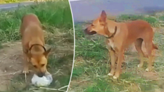 Perrito espera meses a su dueño que lo abandonó en una carretera. ¿Regresará por él?