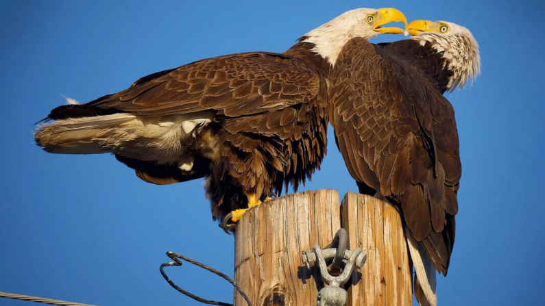 Una pareja de padres águila calva en Scottsdale, Arizona. (SWNS)
