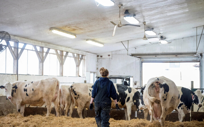 Una ganadera arreando vacas en Carrying Place, Ontario, Canadá, el 24 de marzo de 2020. (Alex Filipe/Reuters)
