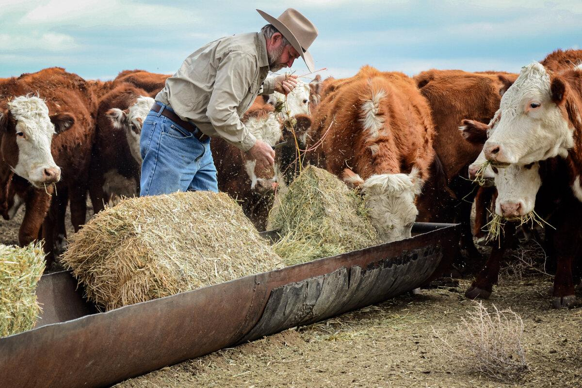 El ganadero Nathan Carver deja pacas de heno para alimentar a su rebaño en el rancho que su familia posee desde hace cinco generaciones en las afueras de Delano, California, el 3 de febrero de 2014. (Frederic J. Brown/AFP vía Getty Images)