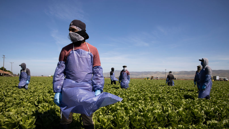 Trabajadores agrícolas trabajan en el campo, el 27 de abril de 2020 en Greenfield, California. (Brent Stirton/Getty Images)