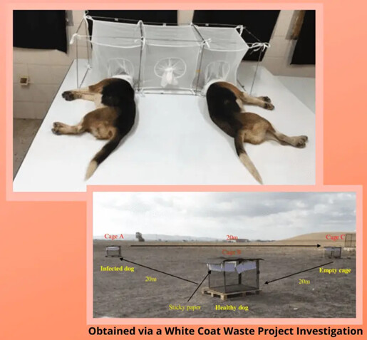 Imágenes de experimentos con perros obtenidas por White Coat Waste Project. (Cortesía de White Coat Waste Project).