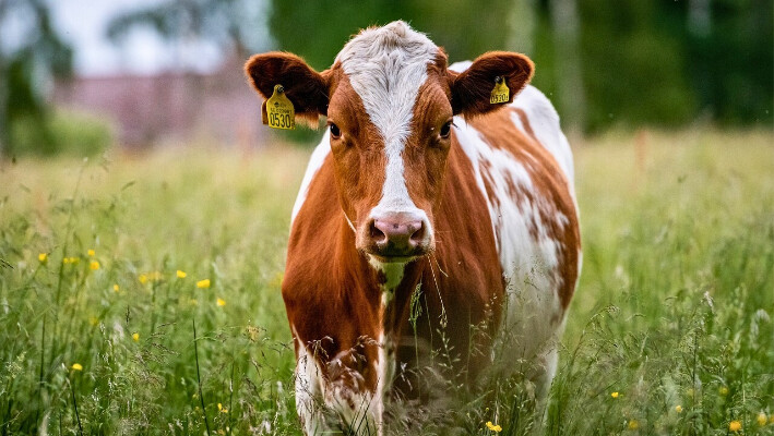 Una vaca en un prado, imagen ilustrativa: (Pixabay/ BorgMattisson)