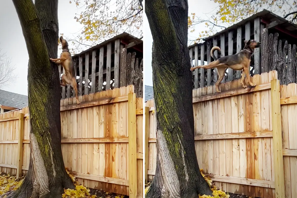 A Nola le encanta trepar a los árboles de su patio trasero. (Cortesía de @NoseyNola)