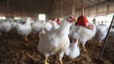 Detectan el cuarto caso de gripe aviar en un trabajador agrícola de EE.UU.
