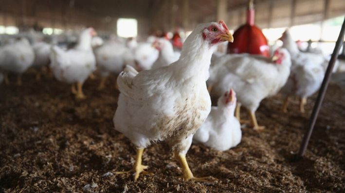 Pollos reunidos alrededor de un comedero en una granja, en una fotografía de archivo. (Scott Olson/Getty Images)