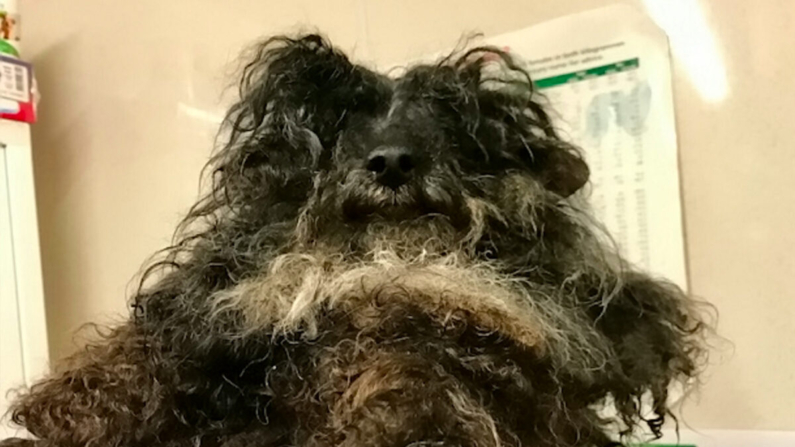 Argyle, el caniche enmarañado de 10 años, tan maltratado que no podía comer bien. (©SWNS)
