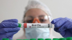 EE.UU. contrata a empresa de biotecnología para producir vacunas contra la gripe aviar
