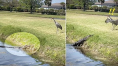 Grulla saca su chancla y humilla a enorme caimán, ¡qué batalla épica!