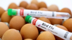 Gripe aviar: ¿Deberíamos estar más preocupados? El Dr. Robert Malone lo analiza