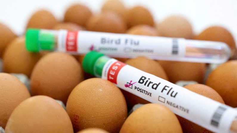 Tubos de ensayo con la etiqueta "Gripe aviar" y huevos, 14 de enero de 2023. (REUTERS/Ilustración/Foto de archivo)