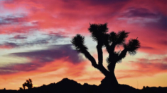 Granja solar en el desierto de Mojave acabará con miles de árboles de Josué