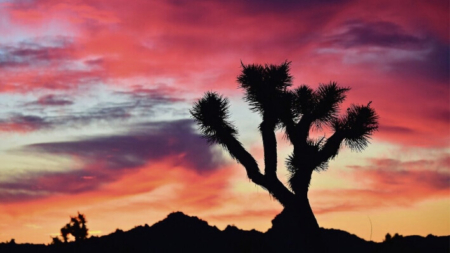 Granja solar en el desierto de Mojave acabará con miles de árboles de Josué