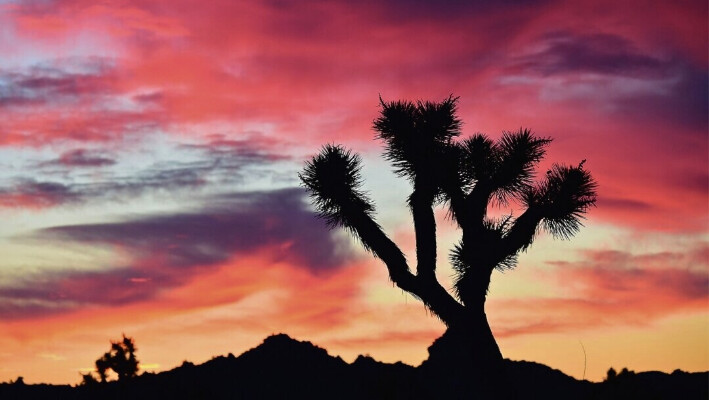Un árbol de Josué enmarcado por nubes iluminadas por el sol antes del amanecer en Pioneertown, California, en el desierto de Mojave, el 25 de enero de 2016. (Robyn Beck/AFP vía Getty Images)