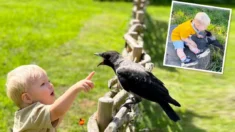 ¡Increíble! La conmovedora amistad de un niño de 2 años con cuervo salvaje que se volvió su guardián
