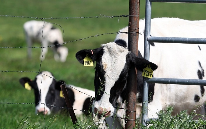 Vacas pastan en un campo en una granja lechera en Petaluma, California, el 26 de abril de 2024. (Justin Sullivan/Getty Images)