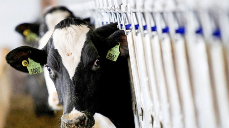 Una vaca lechera en una imagen de archivo. (Aaron Josefczyk/Reuters)