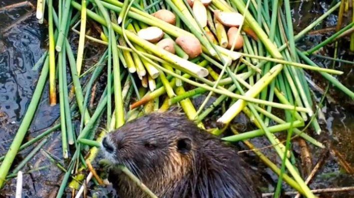 Una nutria se deleita con las plantas de los pantanos. (Departamento de Pesca y Vida Silvestre de California)