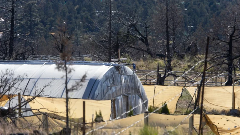 Cientos de cultivadores ilegales de marihuana operan en las afueras de Montigue, California, el 7 de mayo de 2024. (John Fredricks/The Epoch Times)
