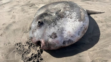 Este extraño y enorme pez que apareció en una playa atrajo los reflectores mundiales