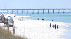 Florida alerta sobre tiburones en playas de la costa del Golfo tras ataque a 3 personas