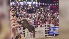 Toro de rodeo salta la valla de la arena y hiere a tres personas antes de ser capturado en Oregón