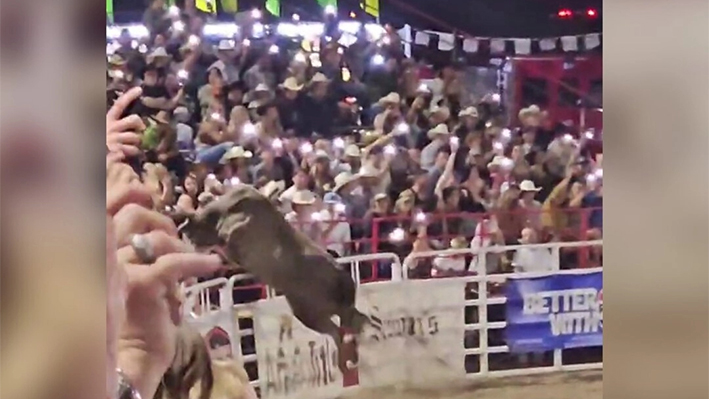 Esta imagen tomada de video muestra a un toro de rodeo saltando una valla durante el 84º Rodeo de Sisters, en Sisters, Oregón, el 8 de junio de 2024. (Danielle Smithers vía AP)