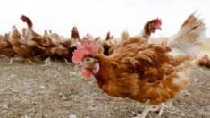 Científicos investigan posible propagación respiratoria de la gripe aviar en vacas de EE.UU.